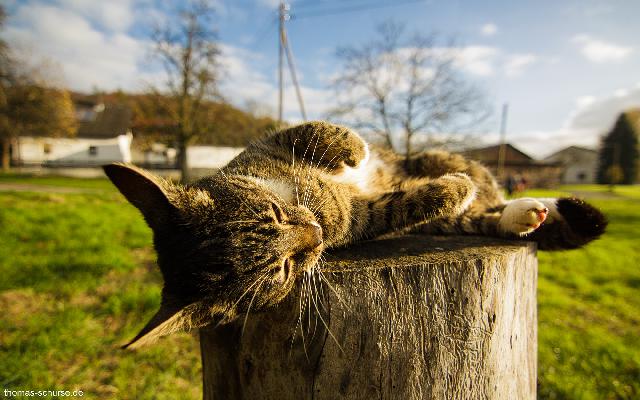 /gallery/Tiere/IMG_8518.jpg